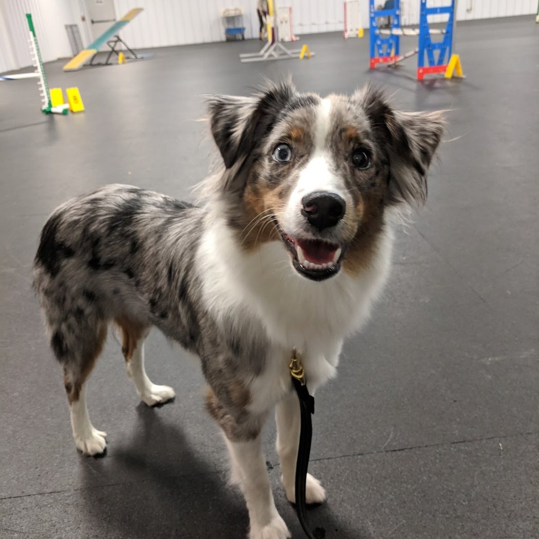 PPK9's Carnival Extravaganza Celebration & Open House 1